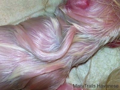 Close Up - Back of Dehydrated Puppy